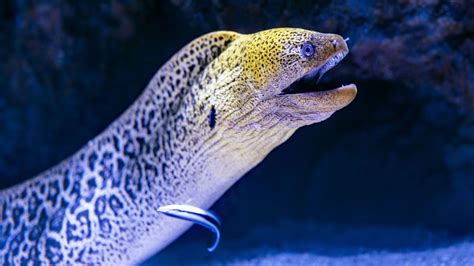  Eel: Um Habitante Subaquático de Escamas e Movimento Ondulatorio!