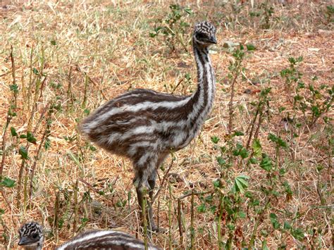  Embriões Com Plumas: Conheça o Emu e Descubra Como Este Animal de Pernas Longas Corrida Através do Outback Australiano!