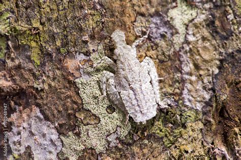  Espírito-Santo! Descubra como este inseto se camufla com maestria para caçar suas presas e garantir sua sobrevivência na natureza