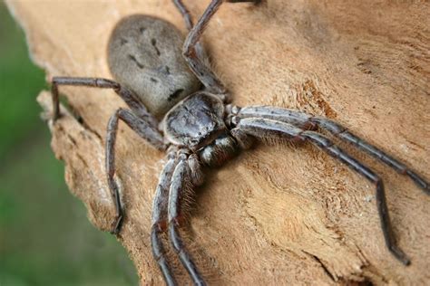  Huntsman Spider! The Eight-Legged Wonder with Legs Spanning Almost a Foot