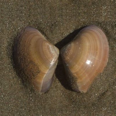  Pismo Clam: Desvendando os Mistérios da Areia com um Molusco Extraordinário!