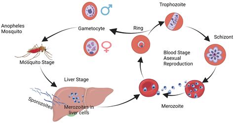  Plasmodium: Uma Ameaça Microscópica com um Ciclo de Vida Complexo!