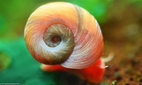  Ram's Horn Snail: A Tiny Spiral Shell Home With an Appetite for Algae!