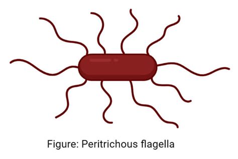 Vibrio! Uma Espécie Microscópica de Flagelos Multifuncionais que Pode Mudar o Mundo ao Seu Redor