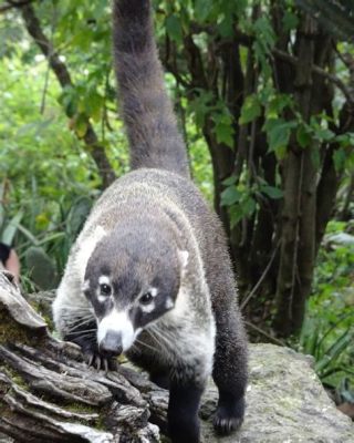  Coati! Uma Criatura Curiosa com um Cheiro Azedo e Inconfundível