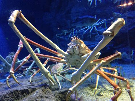  Cteniza! Descubra o Fascinante Mundo da Aranha-Caranguejo de Pé-de-Aranha