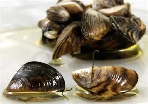  Dreissena: Descubra o Bivalve que Conquista Rios e Lagos com sua Inusitada Adaptabilidade!