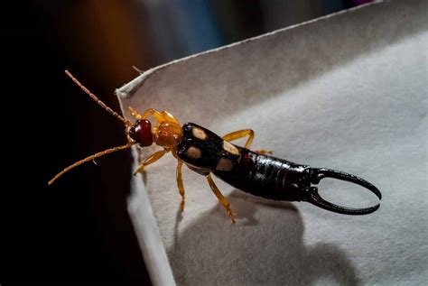  Earwig Uma Curiosidade de Sete Pernas com um Armamento Escondido!