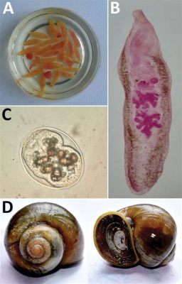 Esporoídes! De Segredos da Vida Aquática aos Mistérios das Intestinas dos Hospedeiros – Conheça este Escambaio com Vidas Duplos na Categoria Trematoda!