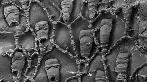  Fonticula! Desvende os Mistérios Desta Criatura Microscópica com um Ciclo de Vida Extraordinário