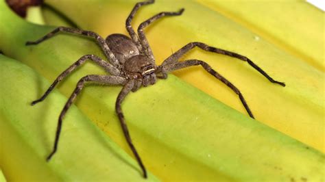  Huntsman Spider: Um Caçador Silencioso de Oito Patas Que Tecelhages da Noite!