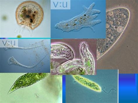  Jaminia um protista unicelular que muda de forma como um mestre da mágica!