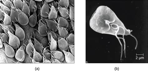  Microsporidium! O Parasita Unicelular que Constrói Colônias e Manipula suas Vítimas