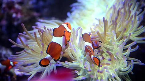  Nenê: Desvendando os Mistérios de um Animal Com Flores Vivas e Tentacles Que Brincam de Esconde-Esconde!