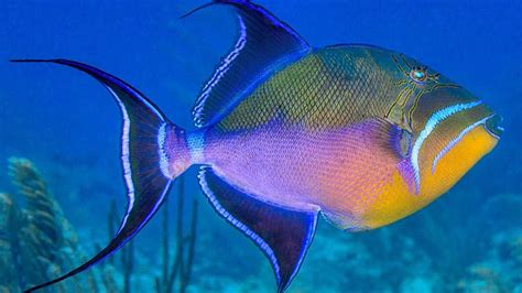  Queen Triggerfish - Descubra a Beleza e Curiosidades deste Peixe com Personalidade Explosiva!