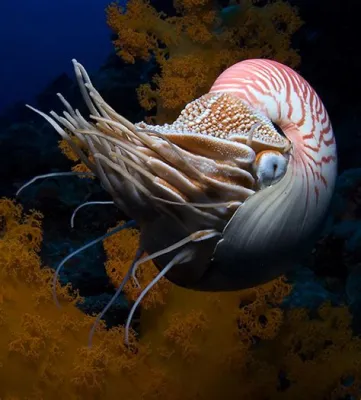  Query Nautilus! An Astonishing Cephalopod Embarking on Epic Ocean Journeys with a Spiraling Shell