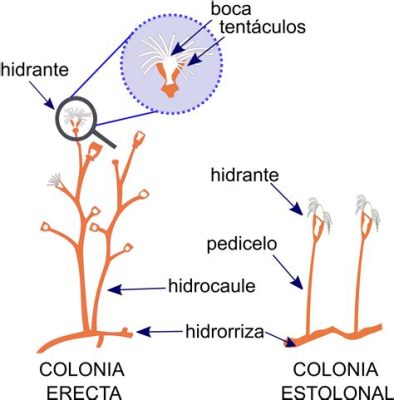  Stegostomum! Descubra o Fascinante Mundo das Colónias Hidróides com Tentações Irresistíveis