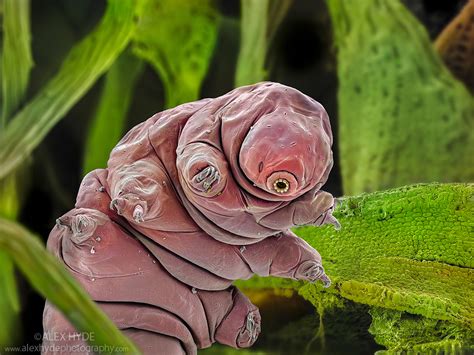  Tardigrado: Descubra um Animal que Resiste aos Extremos da Natureza, Defying Death Itself with its Remarkable Resilience!