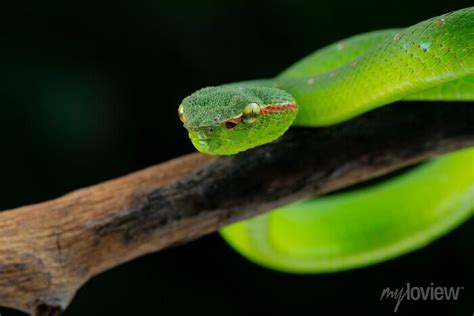  Wagler's Pit Viper: Explore This Slithering Spectacle, Hiding Amongst the Dense Leaves and Waiting for its Next Prey!