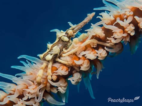  Whip Coral: Uma Espécie Fascinante de Corais Que Encanta os Mergulhadores com Seus Latidos Submarinos!