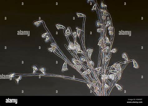  Zoothamnium: Uma Espécie Microscópica de Predador Relâmpago!