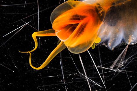  Zoothamnium! Uma Criatura Unicellular que Tece Redes Complexas e Dominante o Mundo Microscópico